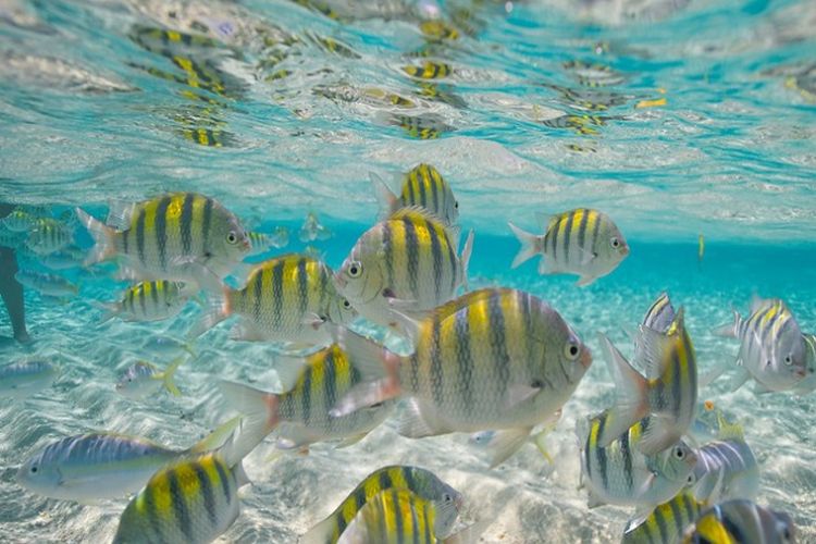 Cayo Arena Snorkeling Puerto Plata